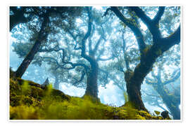 Wall print Tree with fog in Fanal, Madeira - Lucas Tiefenthaler