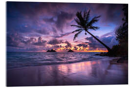 Acrylic print Sunrise with palm tree in Hawaii - Lucas Tiefenthaler