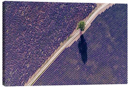 Lærredsbillede Tree and lavender field, Provence - Matteo Colombo