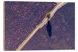 Wood print Tree and lavender field, Provence - Matteo Colombo