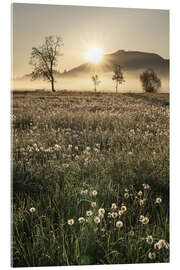 Acrylglasbild Wiesen im Nebel, Allgäu