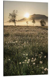 Alubild Wiesen im Nebel, Allgäu