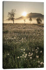 Leinwandbild Wiesen im Nebel, Allgäu