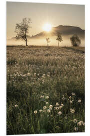 Hartschaumbild Wiesen im Nebel, Allgäu