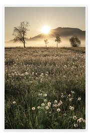 Wandbild Wiesen im Nebel, Allgäu - Michael Helmer