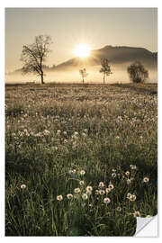 Wandsticker Wiesen im Nebel, Allgäu