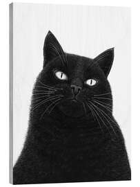 Trebilde A serious black cat