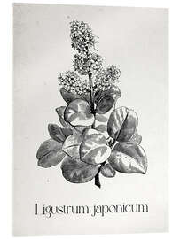 Acrylglasbild Japanische Botanik - Ligustrum japanicum - Thomas Westervoll Sletten