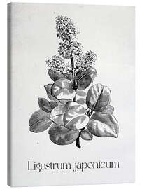 Leinwandbild Japanische Botanik - Ligustrum japanicum - Thomas Westervoll Sletten