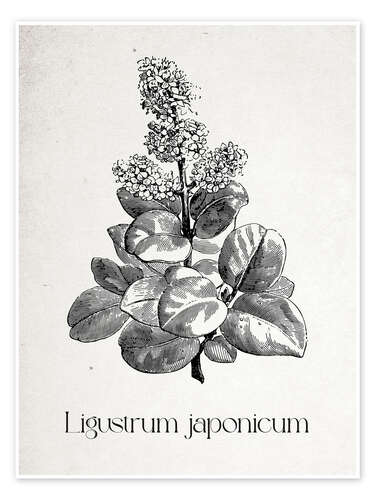Póster Japanese Botany - Ligustrum japanicum