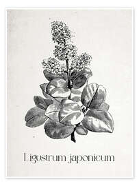 Stampa Japanese Botany - Ligustrum japanicum - Thomas Westervoll Sletten