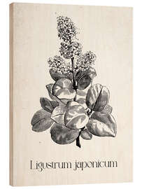 Holzbild Japanische Botanik - Ligustrum japanicum - Thomas Westervoll Sletten