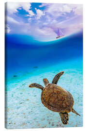 Lærredsbillede Sea turtle in ocean paradise watching a sailboat - Gen Z