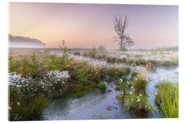 Cuadro de metacrilato Morning mood in the moor - Moqui, Daniela Beyer