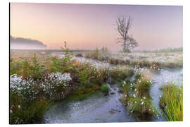 Obraz na aluminium Morning mood in the moor - Moqui, Daniela Beyer
