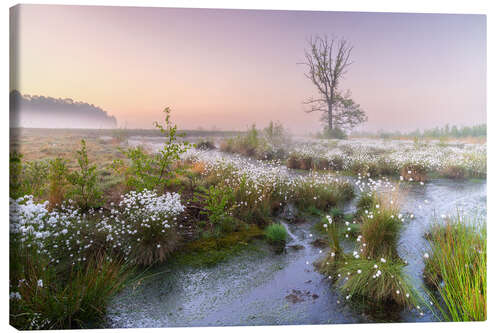 Canvas-taulu Morning mood in the moor