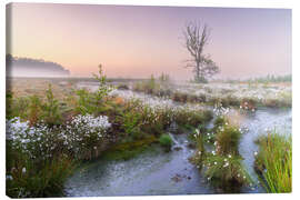 Canvas-taulu Morning mood in the moor - Moqui, Daniela Beyer