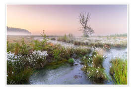 Wall print Morning mood in the moor - Moqui, Daniela Beyer