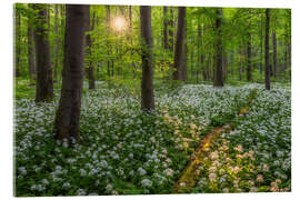 Cuadro de metacrilato Evening light in the wild garlic forest - Moqui, Daniela Beyer