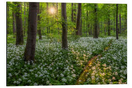 Obraz na aluminium Evening light in the wild garlic forest - Moqui, Daniela Beyer