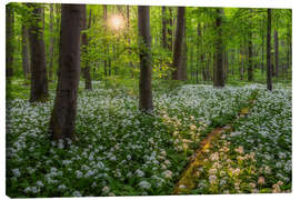 Canvas-taulu Evening light in the wild garlic forest - Moqui, Daniela Beyer