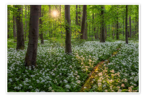 Poster Evening light in the wild garlic forest