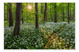 Wall print Evening light in the wild garlic forest - Moqui, Daniela Beyer