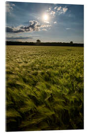 Cuadro de metacrilato Grain field in summer - Manfred Hartmann