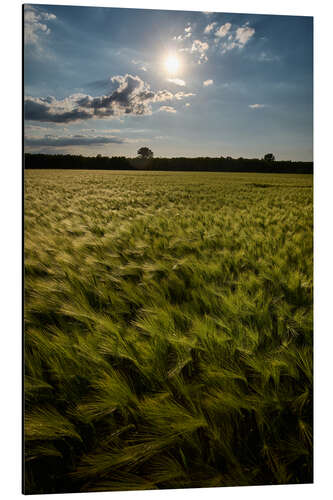 Obraz na aluminium Grain field in summer
