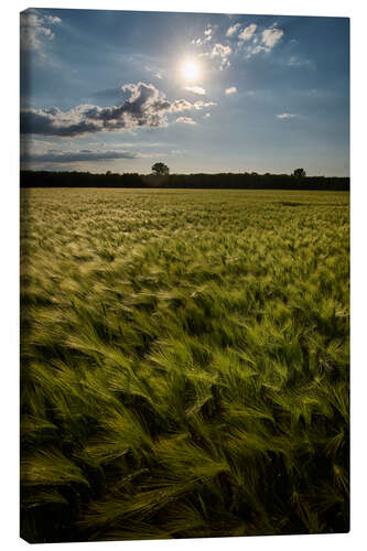 Canvas print Grain field in summer