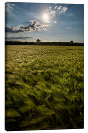 Canvas print Grain field in summer - Manfred Hartmann