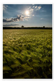 Wall print Grain field in summer - Manfred Hartmann