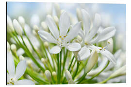 Obraz na aluminium African lily - Atteloi