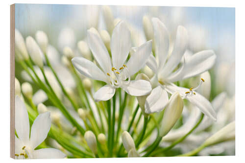 Cuadro de madera African lily