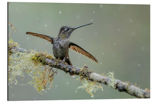 Alubild Kolibri im Regen
