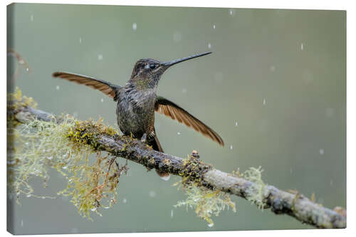 Lerretsbilde Hummingbird in the rain