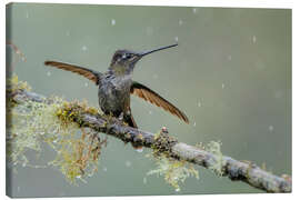 Lerretsbilde Hummingbird in the rain - André Wandrei