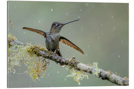 Gallery Print Kolibri im Regen