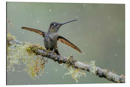 Magnettafel Kolibri im Regen