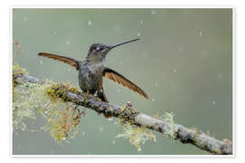 Wall print Hummingbird in the rain - André Wandrei