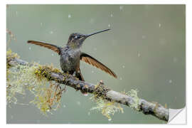Wandsticker Kolibri im Regen