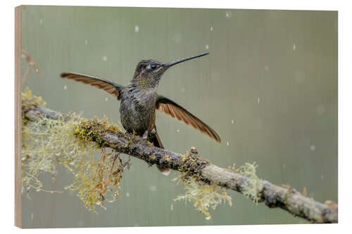 Holzbild Kolibri im Regen