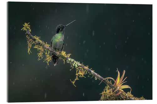 Acrylglasbild Kolibri im Regenwald