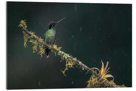 Acrylglasbild Kolibri im Regenwald - André Wandrei