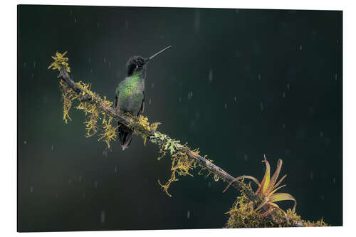 Aluminium print Hummingbird in the rainforest