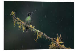 Aluminium print Hummingbird in the rainforest - André Wandrei