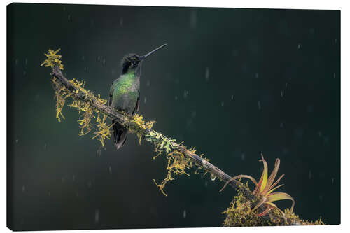 Lerretsbilde Hummingbird in the rainforest