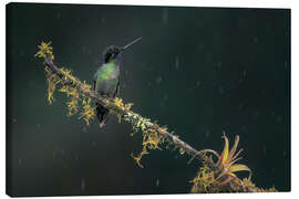 Lerretsbilde Hummingbird in the rainforest - André Wandrei