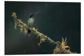 Hartschaumbild Kolibri im Regenwald
