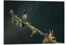 Gallery Print Kolibri im Regenwald